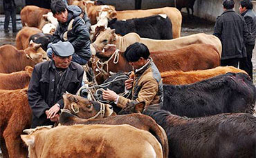 跨越山海的信任：伊比利亞乳業(yè)訂購新